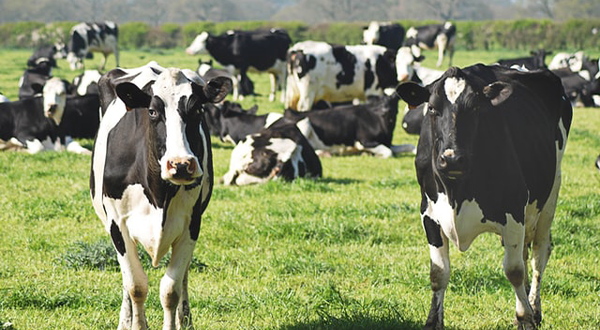 養牛場污水 養牛場污水