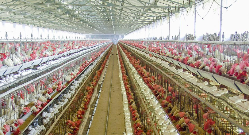 養殖場廢水如何正常處理？-青島樂中環保