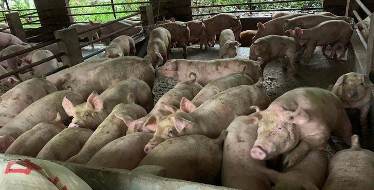 生豬宰豬場(chǎng)污水處理方法|工藝流程-樂(lè)中環(huán)保-1 生豬宰豬場(chǎng)污水處理方法|工藝流程-樂(lè)中環(huán)保-1